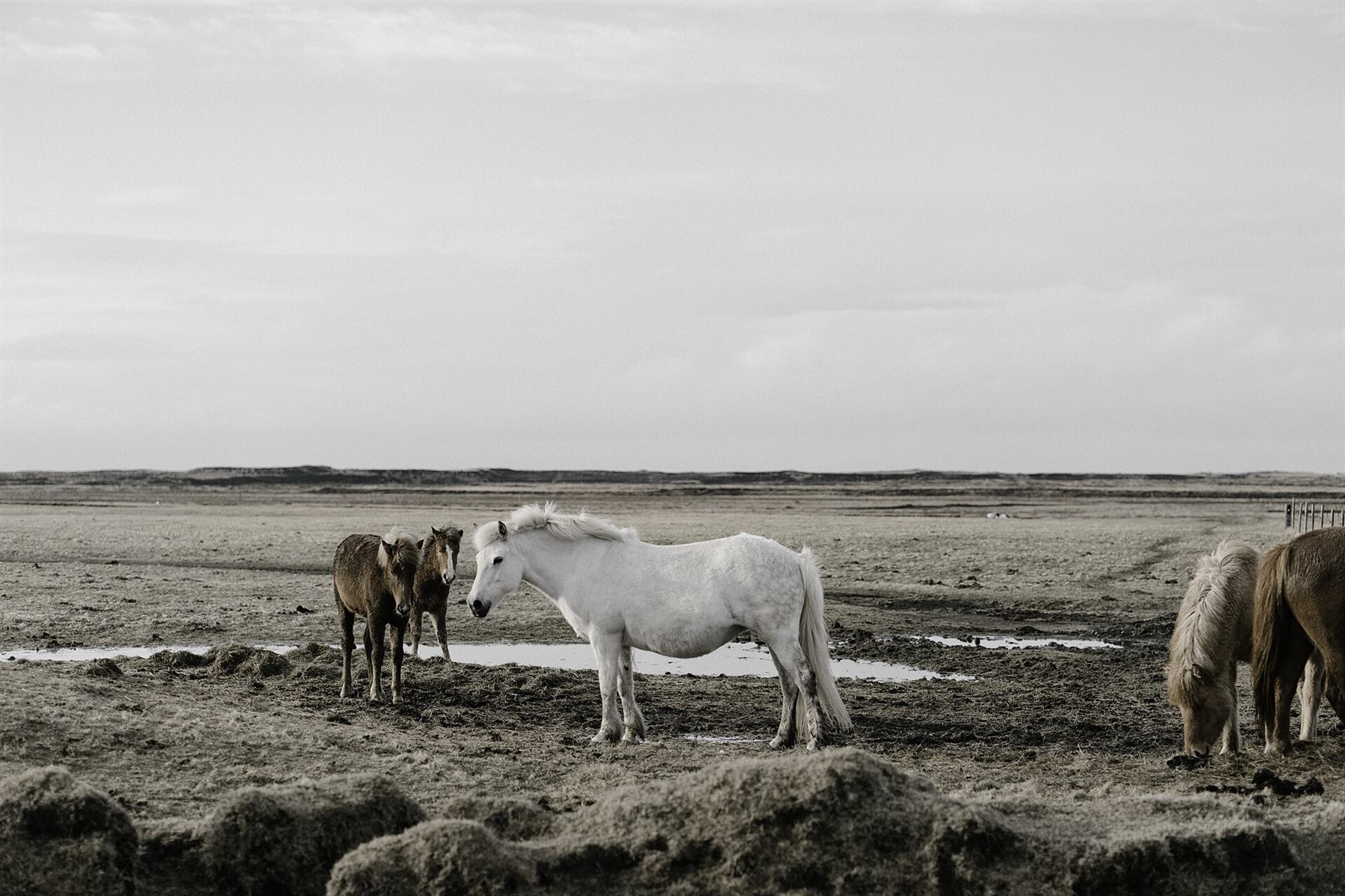 Pony kulübü dersi